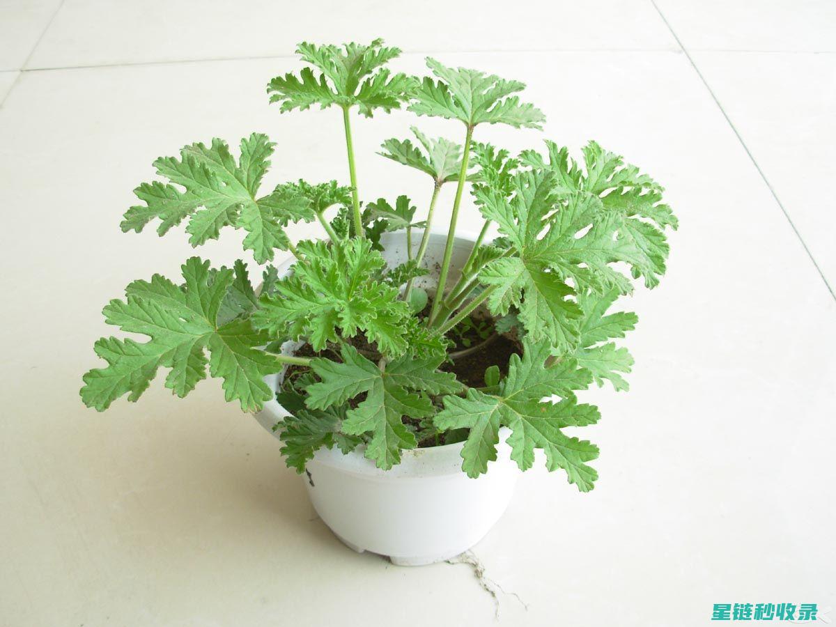 驱蚊植物在户外露营中的实用价值 (驱蚊植物在户外能养吗)